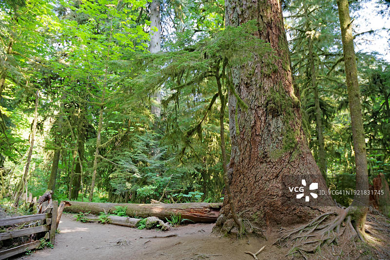 温哥华岛卡特里尔格罗夫的狭窄小路，不列颠哥伦比亚省，加拿大，北美洲图片素材