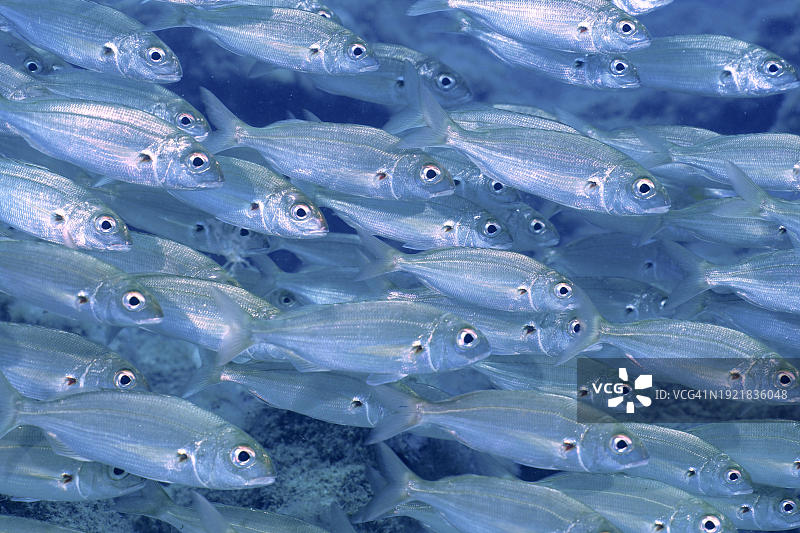 大西洋鲷鱼鱼群图片素材