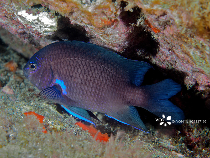 加那利群岛洛斯坎卡霍斯潜水点的霓虹雀鲷图片素材