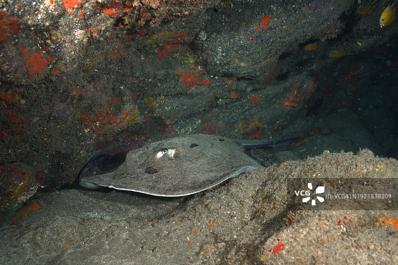 洞穴中的圆形黄貂鱼（Taeniura grabata），潜水地点埃尔卡布隆海洋保护区，阿林加加，大加那利岛，西班牙，大西洋，欧洲图片素材