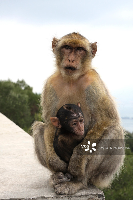 直布罗陀母子猴图片素材