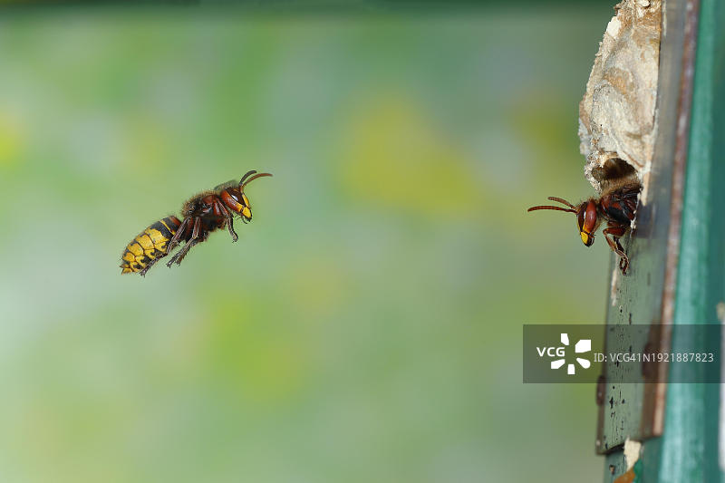 欧洲大黄蜂：工蜂接近蜂巢图片素材