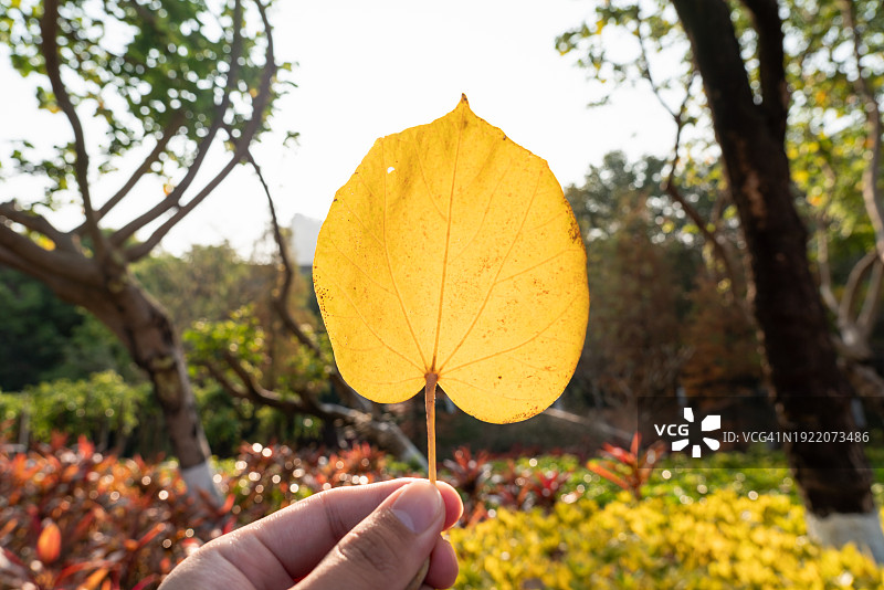 手中的一片枯萎的黄叶图片素材