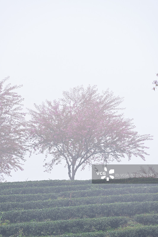 雾气蒙蒙的早晨，绿茶山上的樱花图片素材