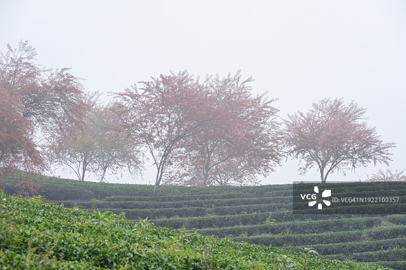 雾气蒙蒙的早晨，绿茶山上的樱花图片素材