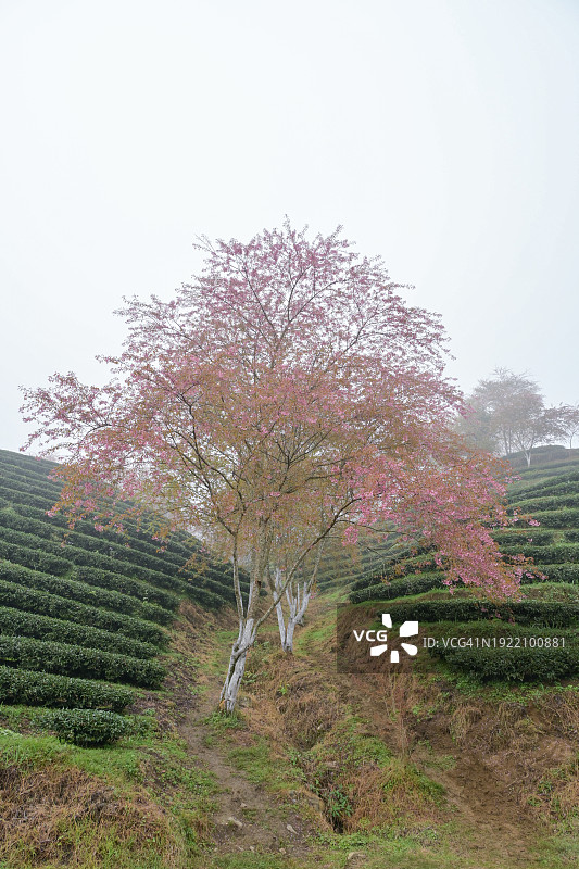 雾气蒙蒙的早晨，绿茶山上的樱花图片素材