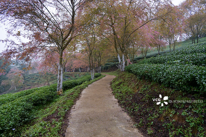 雾气蒙蒙的早晨，绿茶山上的樱花图片素材