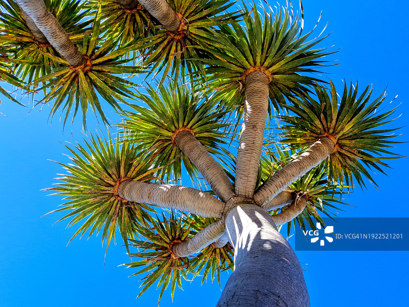 加那利群岛拉帕尔马岛上的龙血树图片素材