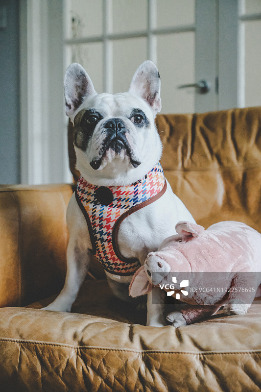 法国斗牛犬和它的宠物小猪玩具一起坐在沙发上图片素材