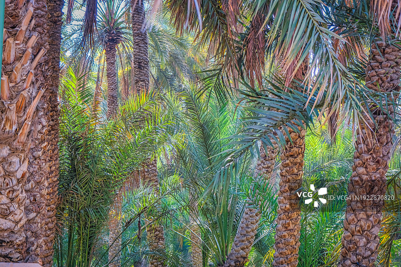 阿拉伯联合酋长国艾恩绿洲图片素材