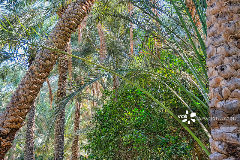 阿拉伯联合酋长国艾恩绿洲图片素材