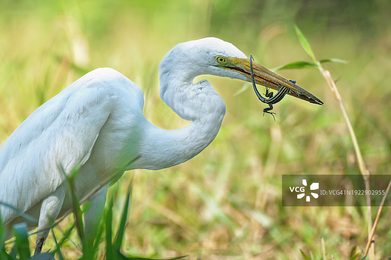 大白鹭捕食蜥蜴图片素材