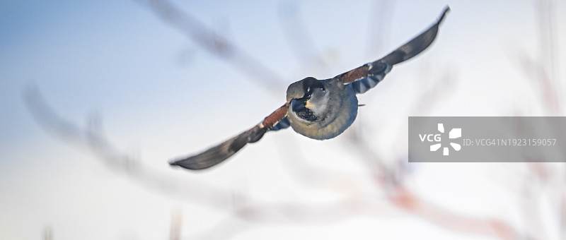 像飞机一样飞翔的麻雀图片素材