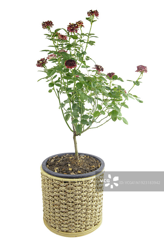 白色背景上的柳条筐玫瑰树，带裁剪路径图片素材