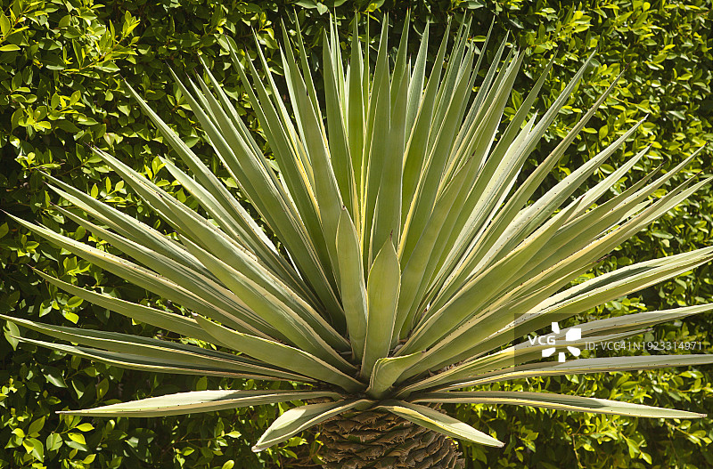 特写：剑叶丝兰图片素材