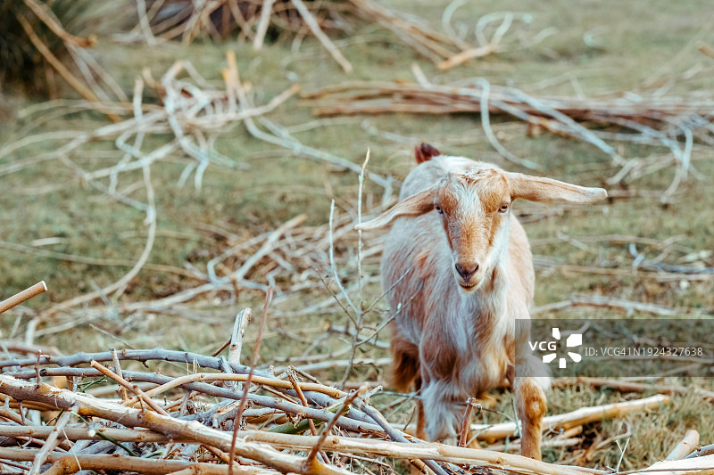 有趣的年轻有耳山羊啃食树枝图片素材