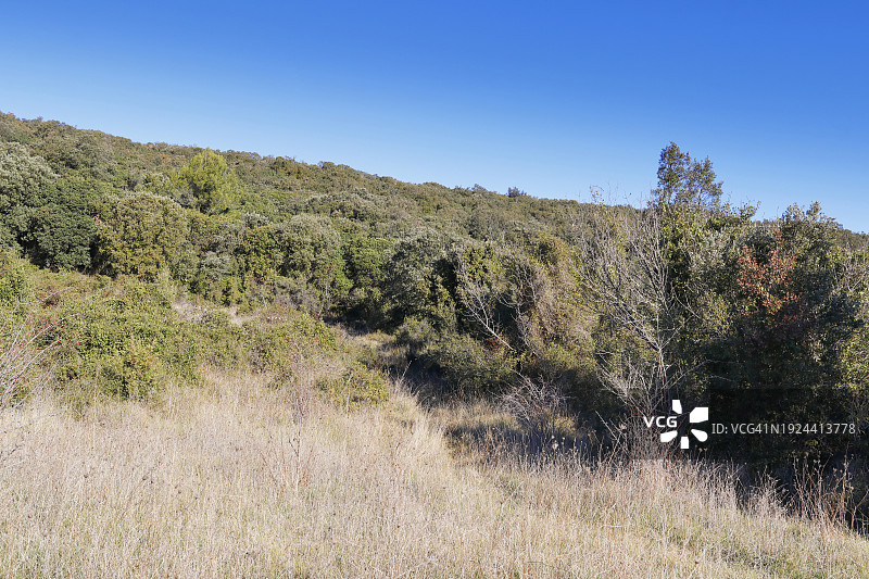 法国蒙彼利埃地区的石楠灌丛图片素材