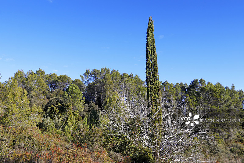 法国蒙彼利埃地区的石楠灌丛图片素材