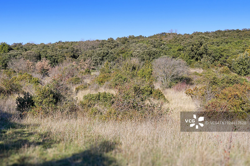 法国蒙彼利埃地区的石楠灌丛图片素材