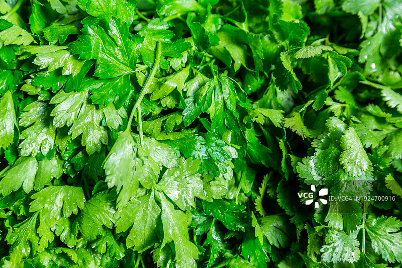 新鲜有机欧芹特写图片素材
