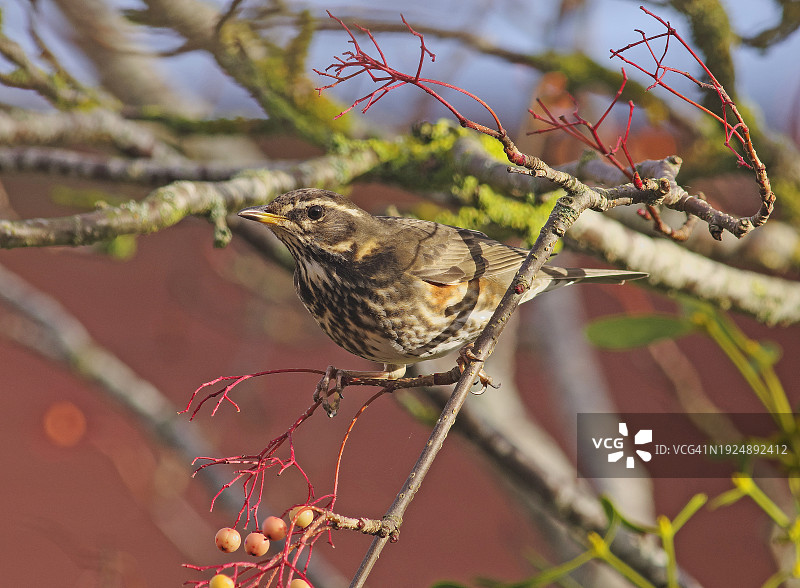 红翼鸫图片素材
