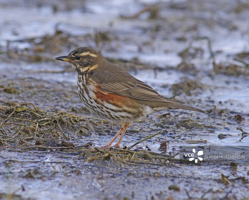红翼鸫图片素材