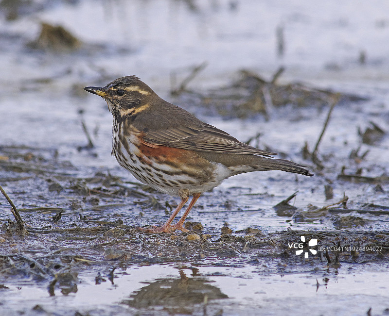 红翼鸫图片素材