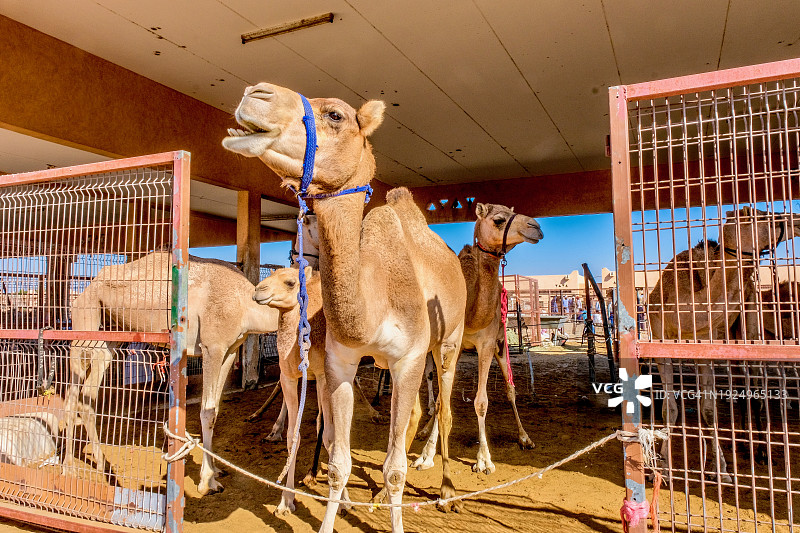 阿联酋艾恩骆驼市场图片素材