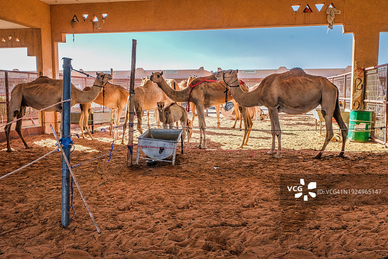 阿联酋艾恩骆驼市场图片素材