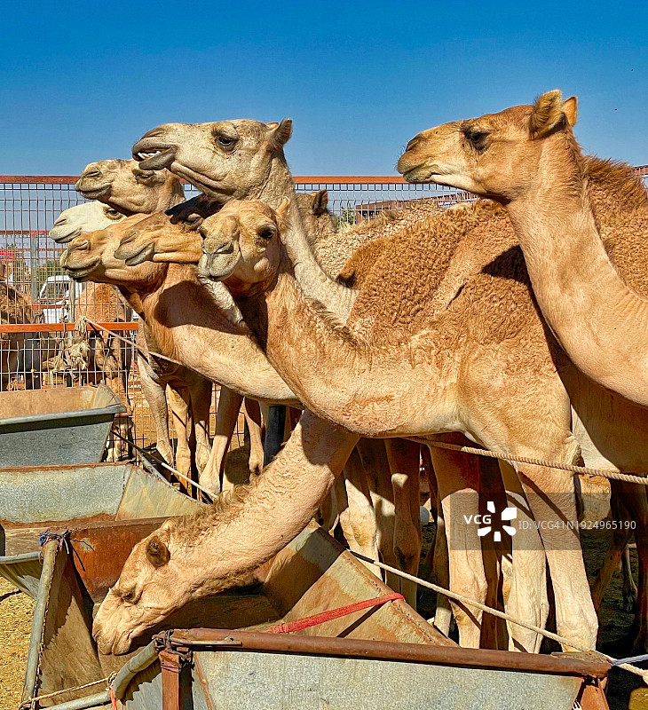 阿联酋艾恩骆驼市场图片素材