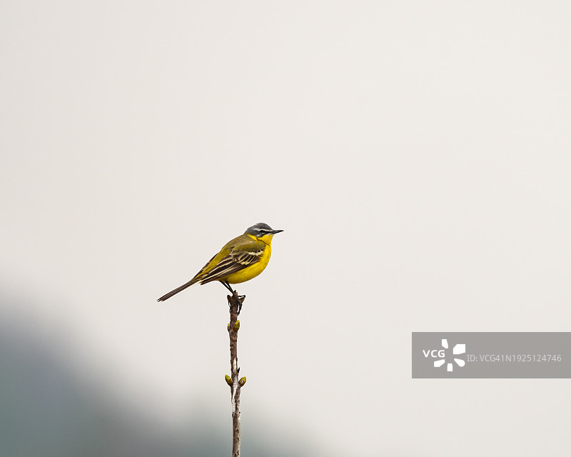 山雀栖息在植物上的特写图片素材