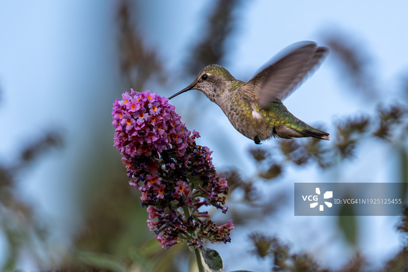 美国加利福尼亚州纽瓦克鲜花丛中飞翔的安娜蜂鸟特写图片素材