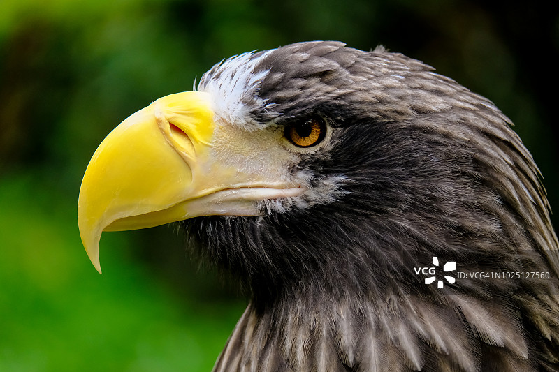 鹰的特写图片素材