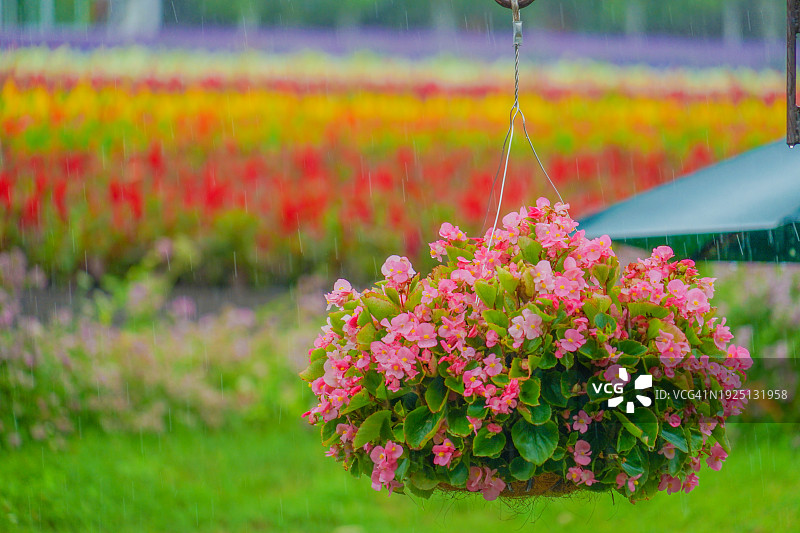 公园内粉色植物特写图片素材
