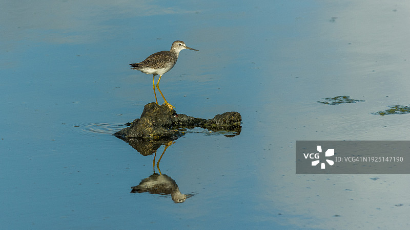 矶鹬栖息在岩石上的高角度视图图片素材