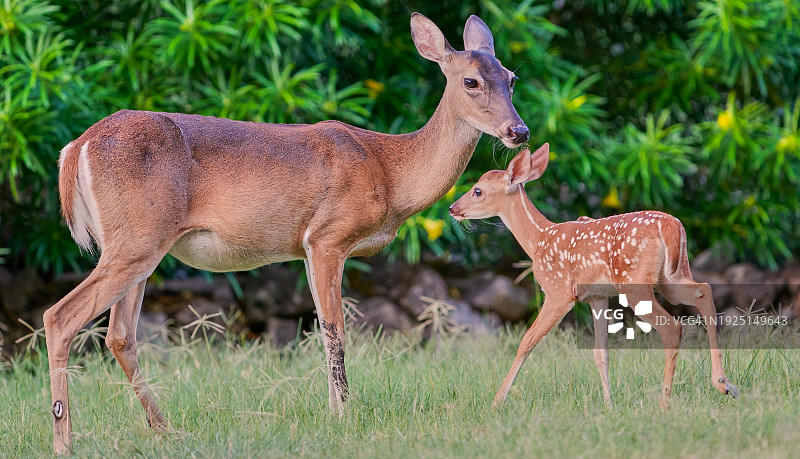 田野上站立的白色物体侧视图，德克萨斯州圣安东尼奥，美国图片素材