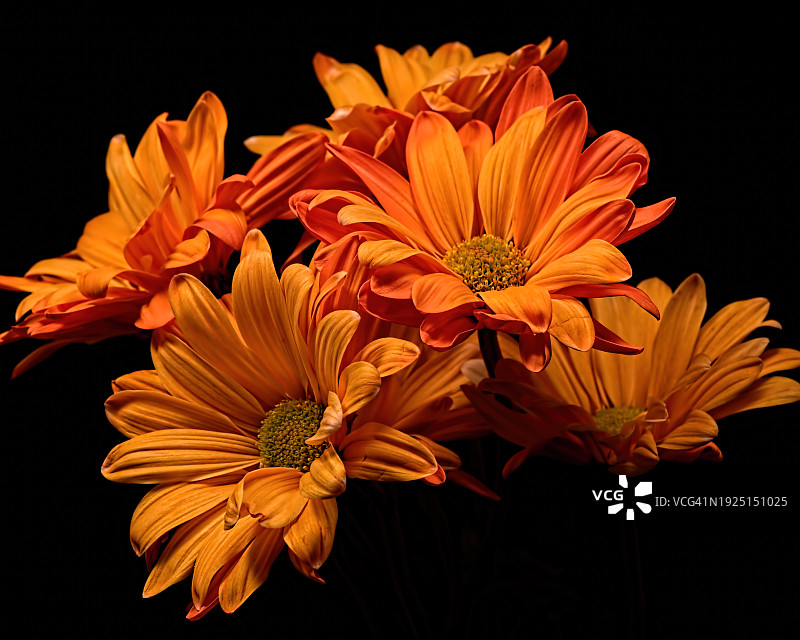黑色背景下的橙色花朵特写图片素材
