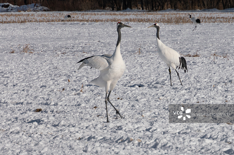 丹顶鹤，日本鹤，钏路，北海道图片素材