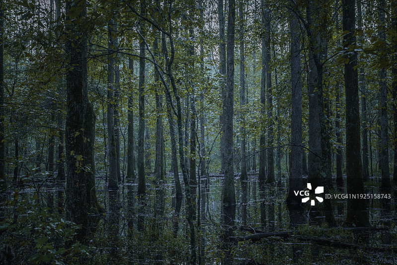 乔治亚州查塔胡奇山的森林树木图片素材