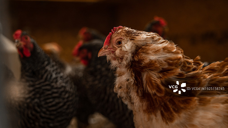 美国西弗吉尼亚州巴伯斯维尔的鸡群特写图片素材