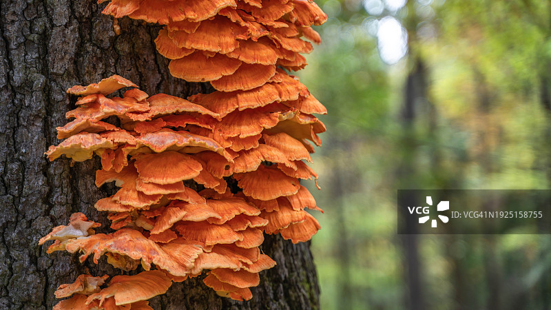 美国西弗吉尼亚州巴伯斯维尔树干上生长的蘑菇特写图片素材