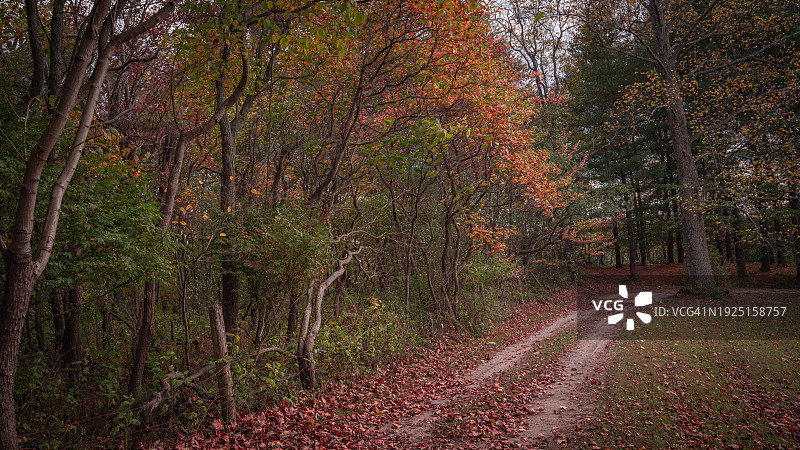 美国西弗吉尼亚州巴伯斯维尔的秋季森林树木图片素材