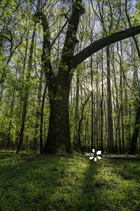 佐治亚州查塔胡奇山森林里的树木图片素材