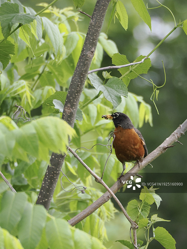 栖息在树枝上的鸣禽特写，美国马萨诸塞州图片素材
