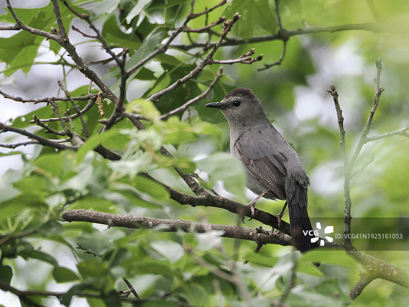 仰视栖息在树上的鸣禽，美国马萨诸塞州布鲁克莱恩图片素材