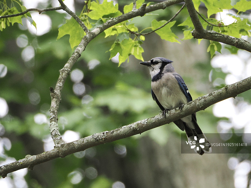 仰视歌燕栖息树上，布鲁克莱恩，马萨诸塞州，美国图片素材