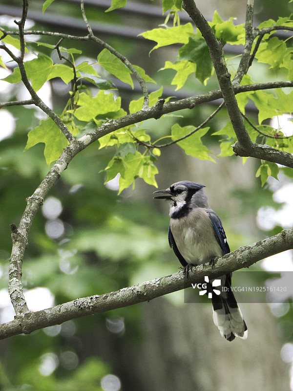 美国马萨诸塞州布鲁克莱恩树枝上的松鸦低角度视图图片素材
