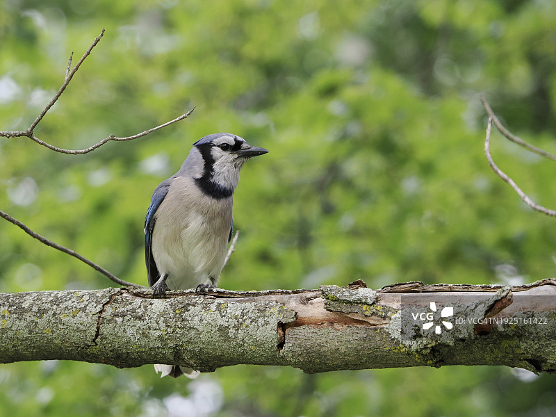 松鸦栖息在树枝上的特写，美国马萨诸塞州布鲁克莱恩图片素材
