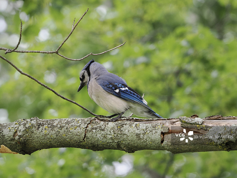 松鸦栖息在树枝上的特写，美国马萨诸塞州布鲁克莱恩图片素材