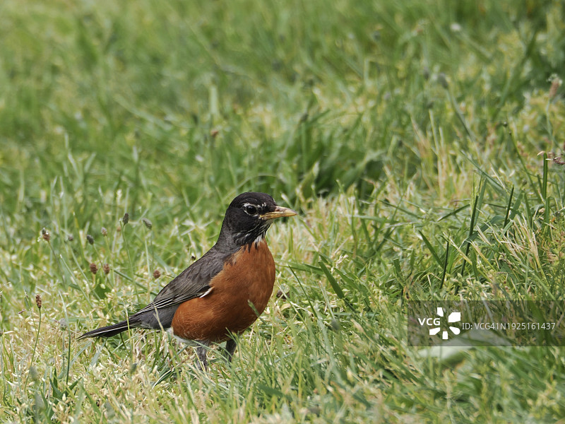美洲知更鸟草地栖息特写，美国马萨诸塞州图片素材
